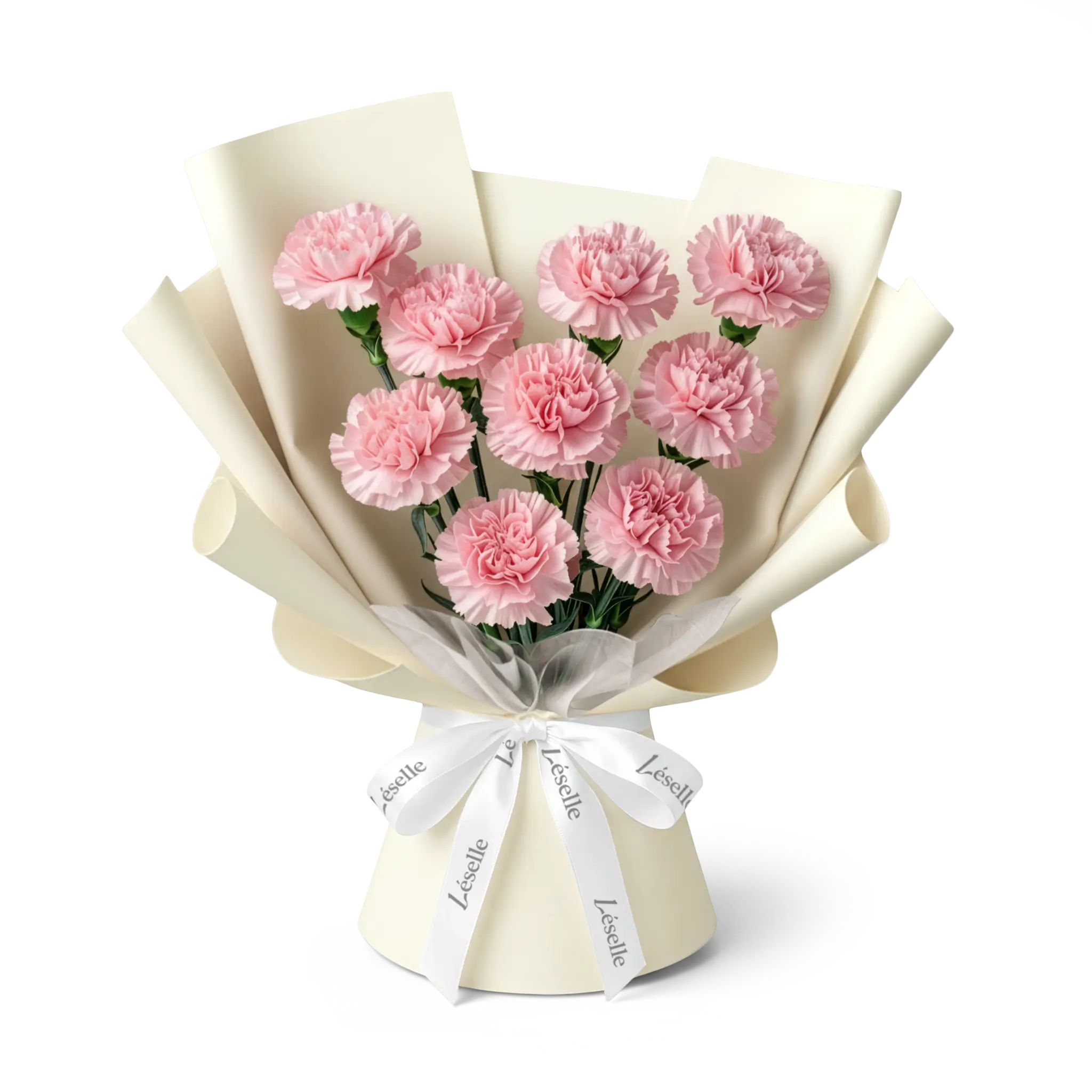 Bouquet of soft pink carnations wrapped in off white paper with a white ribbon on a transparent background